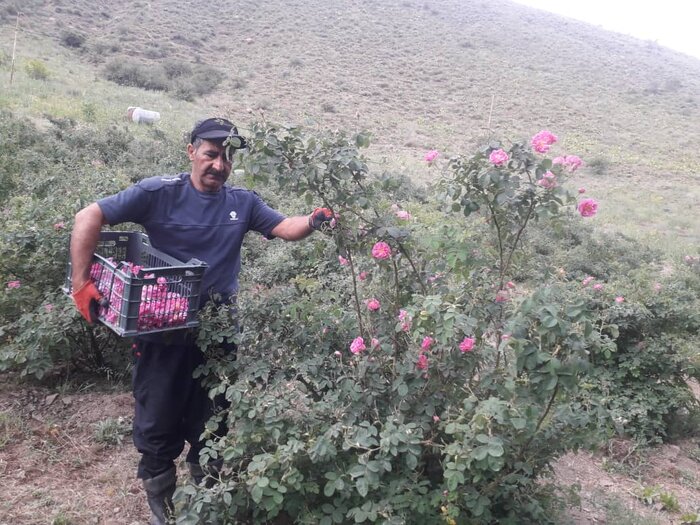 امسال بیش از ۳۰۰ تن گل محمدی در خلخال برداشت میشود