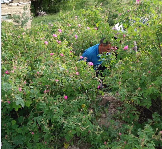 امسال بیش از ۳۰۰ تن گل محمدی در خلخال برداشت میشود