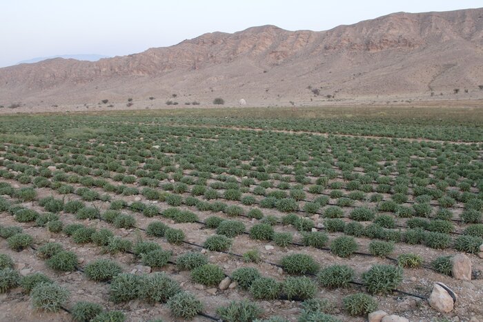 فرماندار لارستان: کشت گیاهان دارویی توسعه یابد