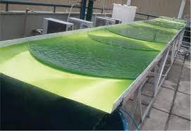 ریزجلبکها منبع غنی محصولات غذایی و بهداشتی/موقعیت مناسب شهرهای جنوبی برای کشت جلبک