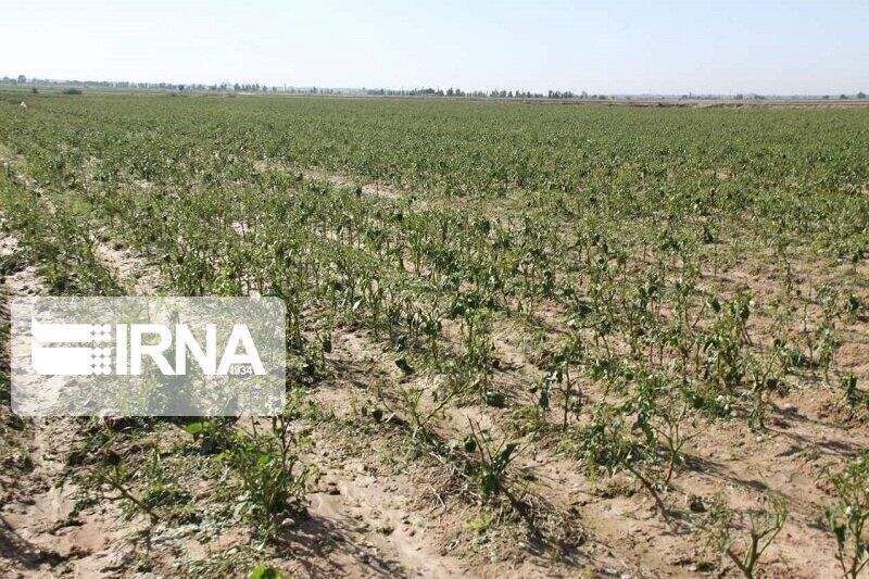 خشکسالی حدود سه هزار هکتار گندمزار خراسان شمالی را غیرقابل برداشت کرد 