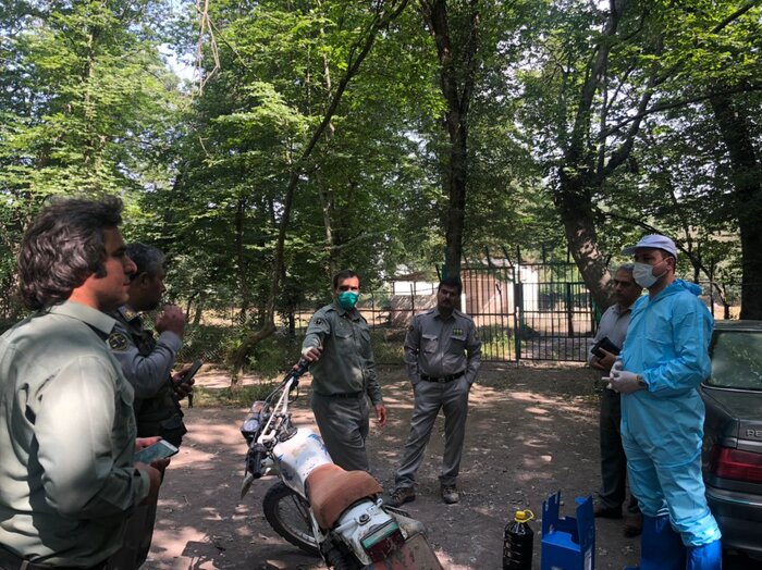 جمعیت گوزنهای پارک جنگلی قرق گرگان افزایش یافت