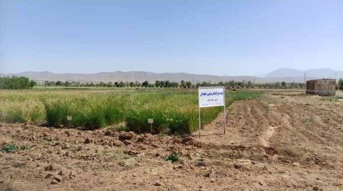 وزیر جهادکشاورزی از 6دستاورد دانش بنیان چهارمحال و بختیاری رونمایی کرد 2
