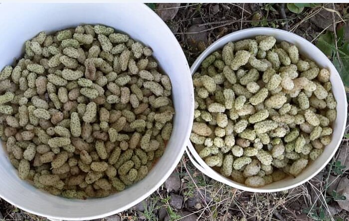 بیش از ۲۰۰ تن توت در خلخال برداشت شد