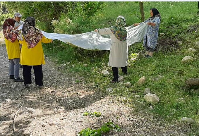 بیش از ۲۰۰ تن توت در خلخال برداشت شد