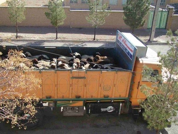 محموله دام قاچاق از فارس به کشورهای حوزه خلیجفارس نرسید محموله دام قاچاق از فارس به کشورهای حوزه خلیجفارس نرسید