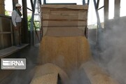 خرید تضمینی گندم در خراسان رضوی ۲۴۲ درصد افزایش یافت