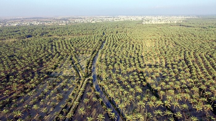 داشتههای اقتصادی بوشهر، عرصهای برای جولان دانشبنیانها 3