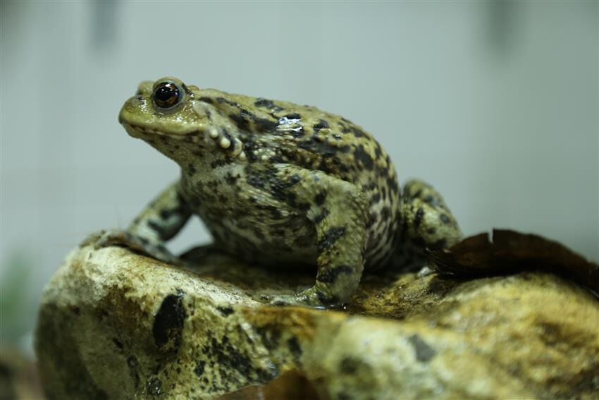 جمعیت وزغ تالشی روبه کاهش است جمعیت وزغ تالشی روبه کاهش است