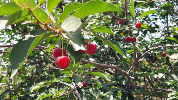 مدیرجهاد کشاورزی شهرستان پردیس: ۱۸ تن زردآلو در هر هکتار برداشت شد