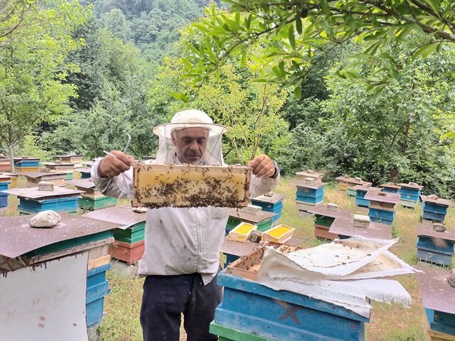 کلاف سردرگم تلفات زنبورهای عسل در رضوانشهر