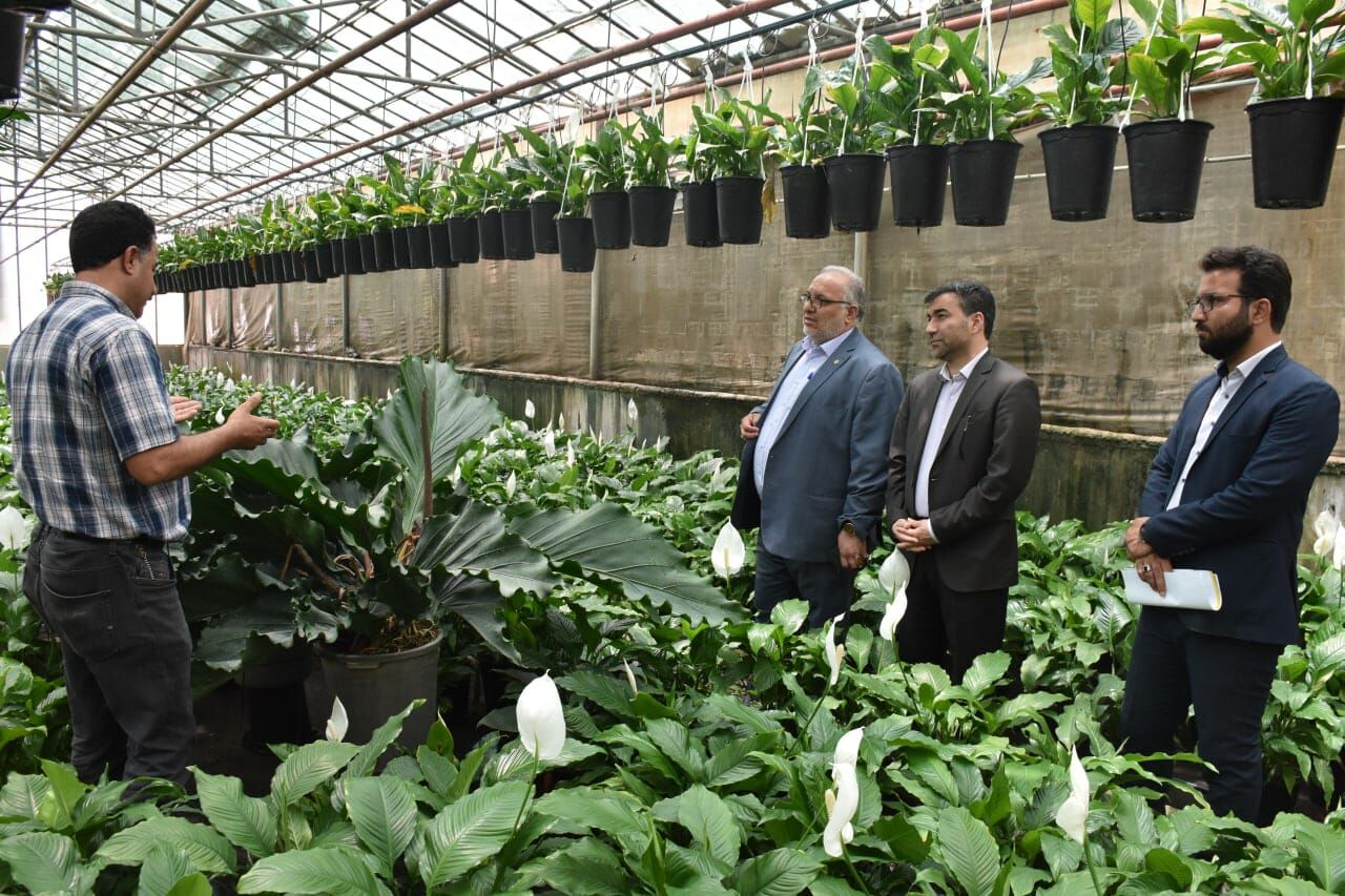 فرماندار پاکدشت: کشت گلخانه‌ای مهمترین راه برای گذر از بحران کم‌آبی است