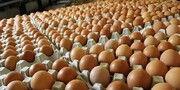 ارزآوری ۱۱۰ میلیون دلاری صادرات تخم‌مرغ/ افزایش ۱۳۰ هزار تنی تولید