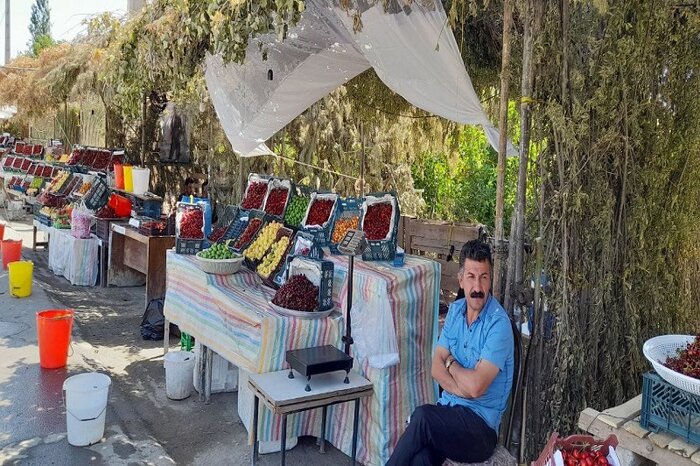 اشنویه پایتخت گیلاس،گوشهای از بهشت آذربایجانغربی