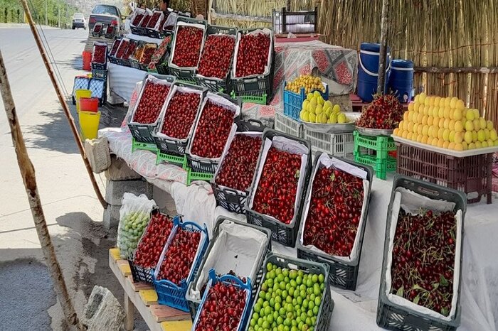 اشنویه پایتخت گیلاس،گوشهای از بهشت آذربایجانغربی