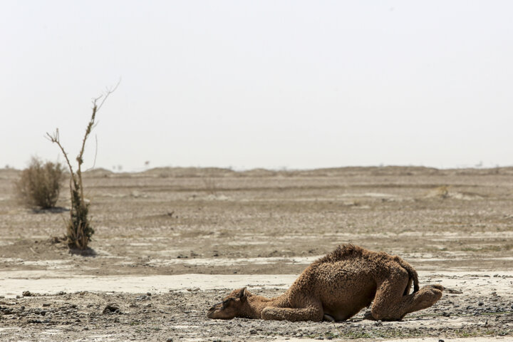 چاههایی که شبانه حفر میشوند 1 چاههایی که شبانه حفر میشوند