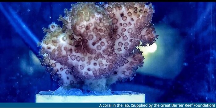 تغذیه مرجانها با مکمل به احیای صخرههای مرجانی کمک میکند