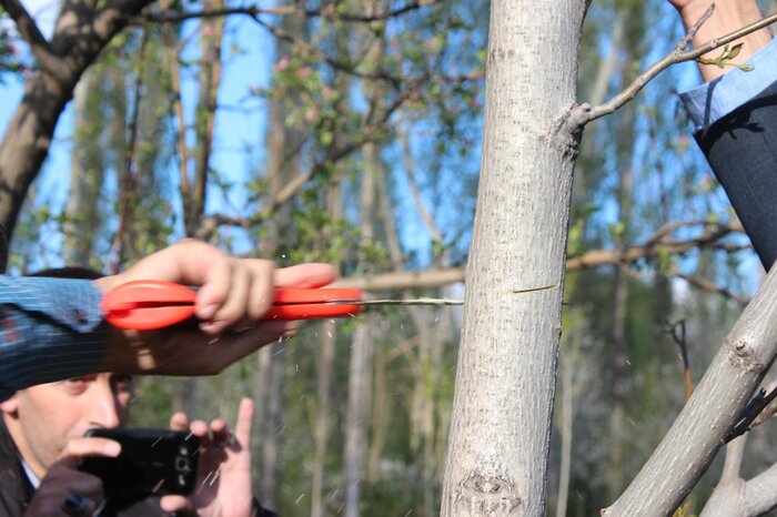 اجرای طرح سرشاخهکاری درختان گردو در خلخال نتایج مثبتی داشت