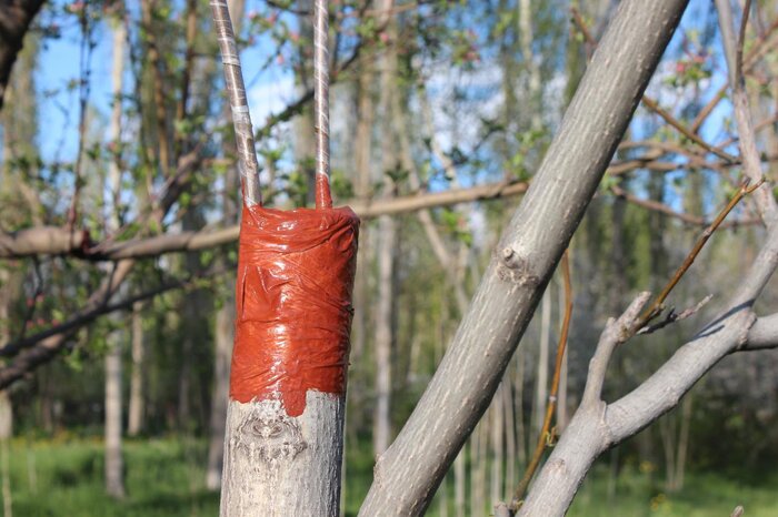 اجرای طرح سرشاخهکاری درختان گردو در خلخال نتایج مثبتی داشت