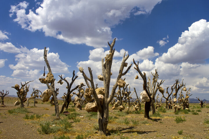 باغهای تاریخی کرمان، بهشت روییده از دل کویر