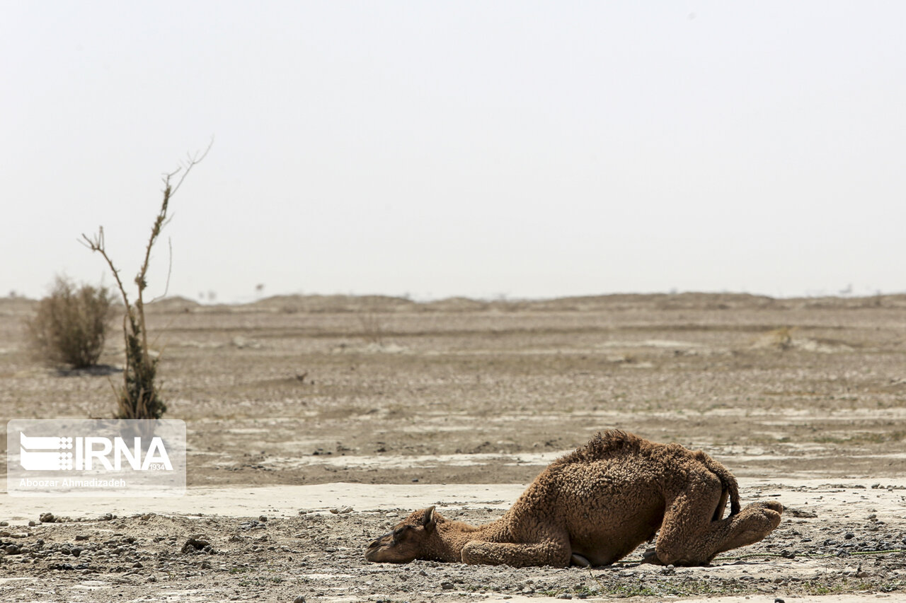 خشکی رودخانهها عامل مرگ تالابهای سیستان و بلوچستان