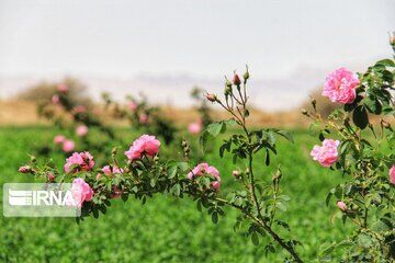 جشنواره ملی گل‌محمدی لاله‌زار در بام ایران معطر به نام سردار دل‌ها