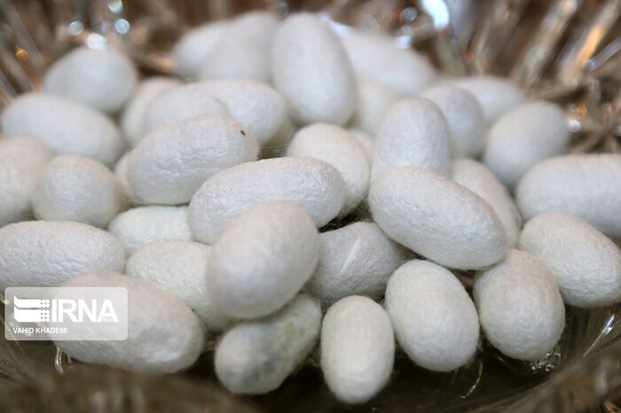 رونق سفره نوغانداری گیلا در سایه حمایت دولت