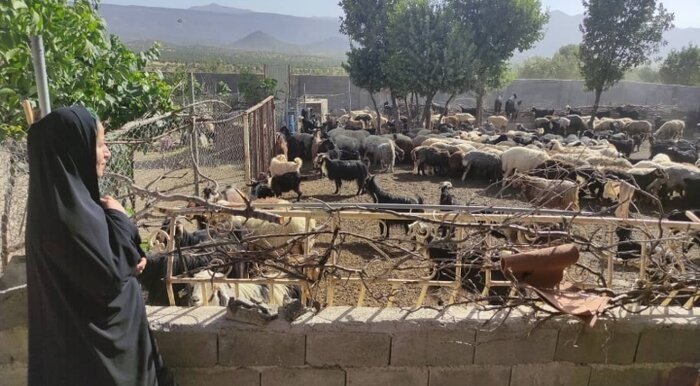 ۲۶ هزار هکتار از اراضی کشاورزی شهرستان لردگان به صورت دیم کشت می‌شود
