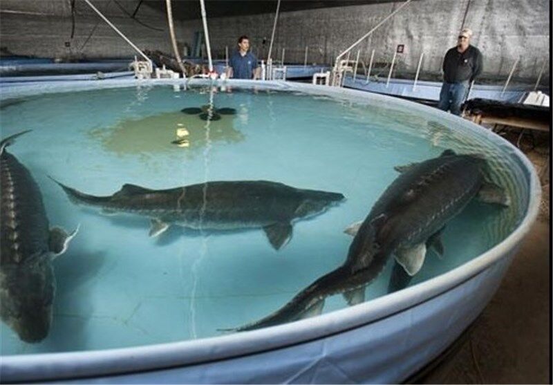 تولید ۲۰۰ کیلوگرم خاویار در استهبان ، نوید بخش رونق پرورش آبزیان  تولید ۲۰۰ کیلوگرم خاویار در استهبان ، نوید بخش رونق پرورش آبزیان