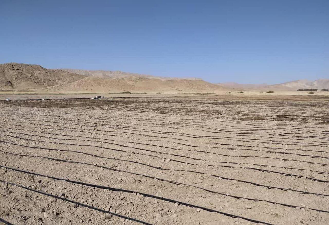 گام عملی برای توسعه علمی کشت پنبه در منطقه بریز لارستان گام عملی برای توسعه علمی کشت پنبه در منطقه بریز لارستان