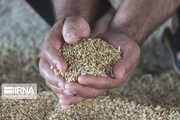 ۹ هزار تن جو برای تولید قراردادی گوشت در خراسان رضوی تخصیص یافت