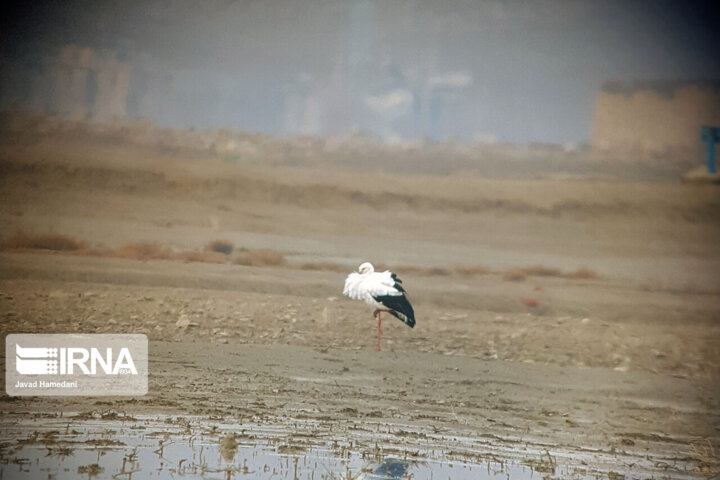 حیات دوباره تالاب های همدان با فرود ۴۰ گونه پرنده مهاجر