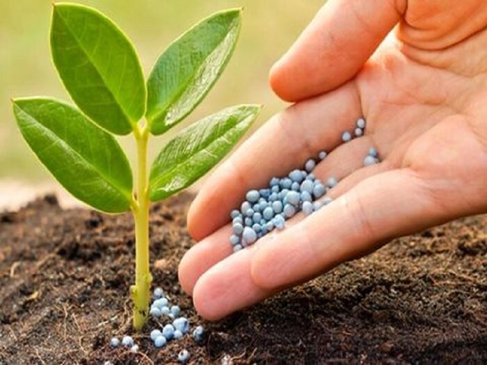 تدبیر دولت برای حمایت از کشاورزان در طرح جهش تولید دیمزارها