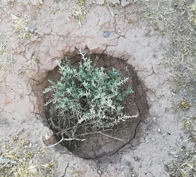 جلوگیری از گسترش بیابان در قم با کاشت گیاهان مقاوم دنبال میشود