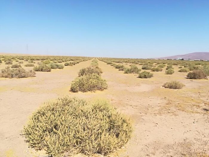 جلوگیری از گسترش بیابان‌ در قم با کاشت گیاهان مقاوم دنبال می‌شود