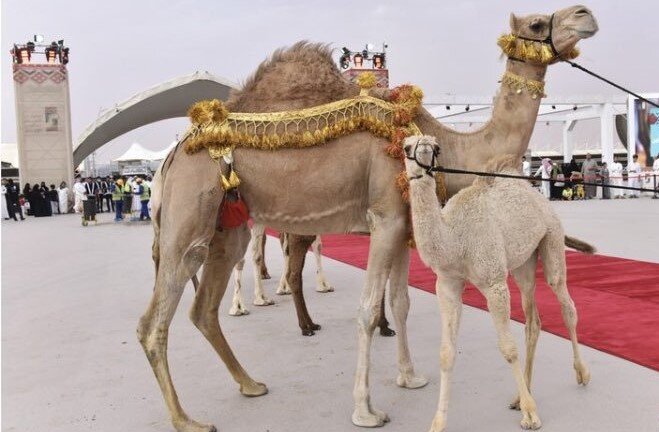۴۸۳۴ زائر با ۱۹ پرواز داخلی راهی مدینه شد/ ممنوعیت ورود شتر به مکه