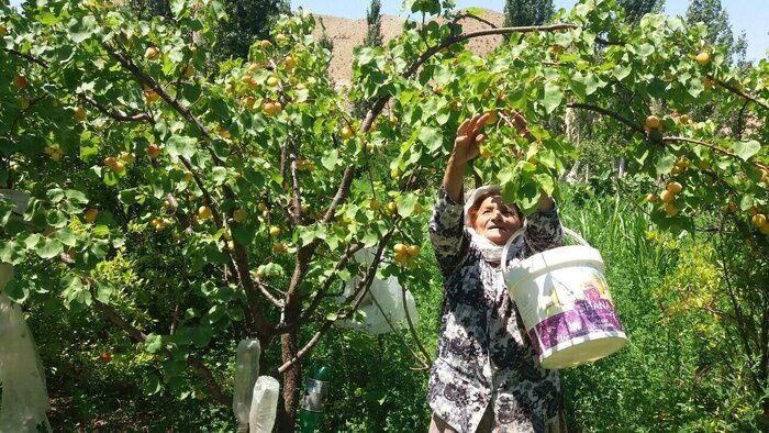 تولید زردآلو در خلخال ۳۰ درصد کاهش یافت