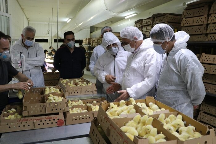 مزیتهای کشاورزی گیلان شناسایی و از سرمایهگذاران حمایت شود