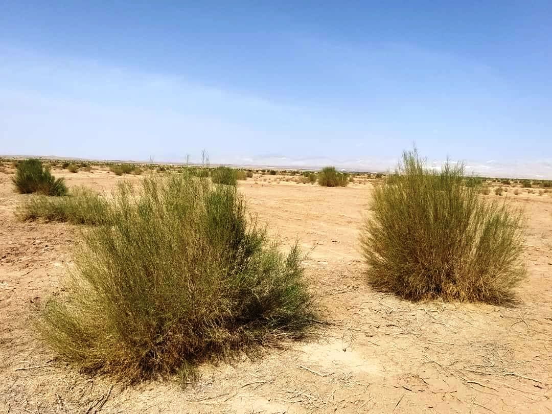 حدود نیمی از تاغزارهای جنوب شهرستان سمنان به آفت سفیدک مبتلا است حدود نیمی از تاغزارهای جنوب شهرستان سمنان به آفت سفیدک مبتلا است