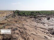 سیل ۱۴۰ میلیارد ریال به کشاورزی رازوجرگلان خراسان شمالی خسارت زد