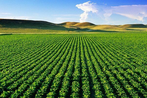 سالانه ۸۰۰ هزار تن محصولات کشاورزی در قم تولید می‌شود