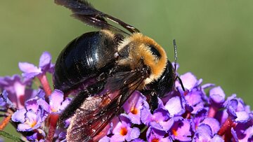 راز سلامتی زنبورها کشف شد
