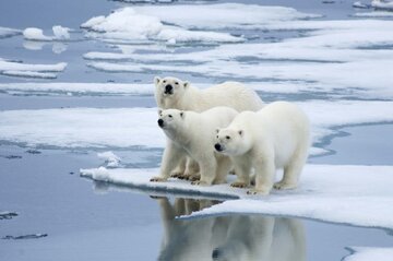 روش غیرعادی خرس‌های قطبی گرینلند برای بقا