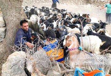 ۱۸۸ هزار نوبت سر دام سبک در خوزستان ایمن سازی شد