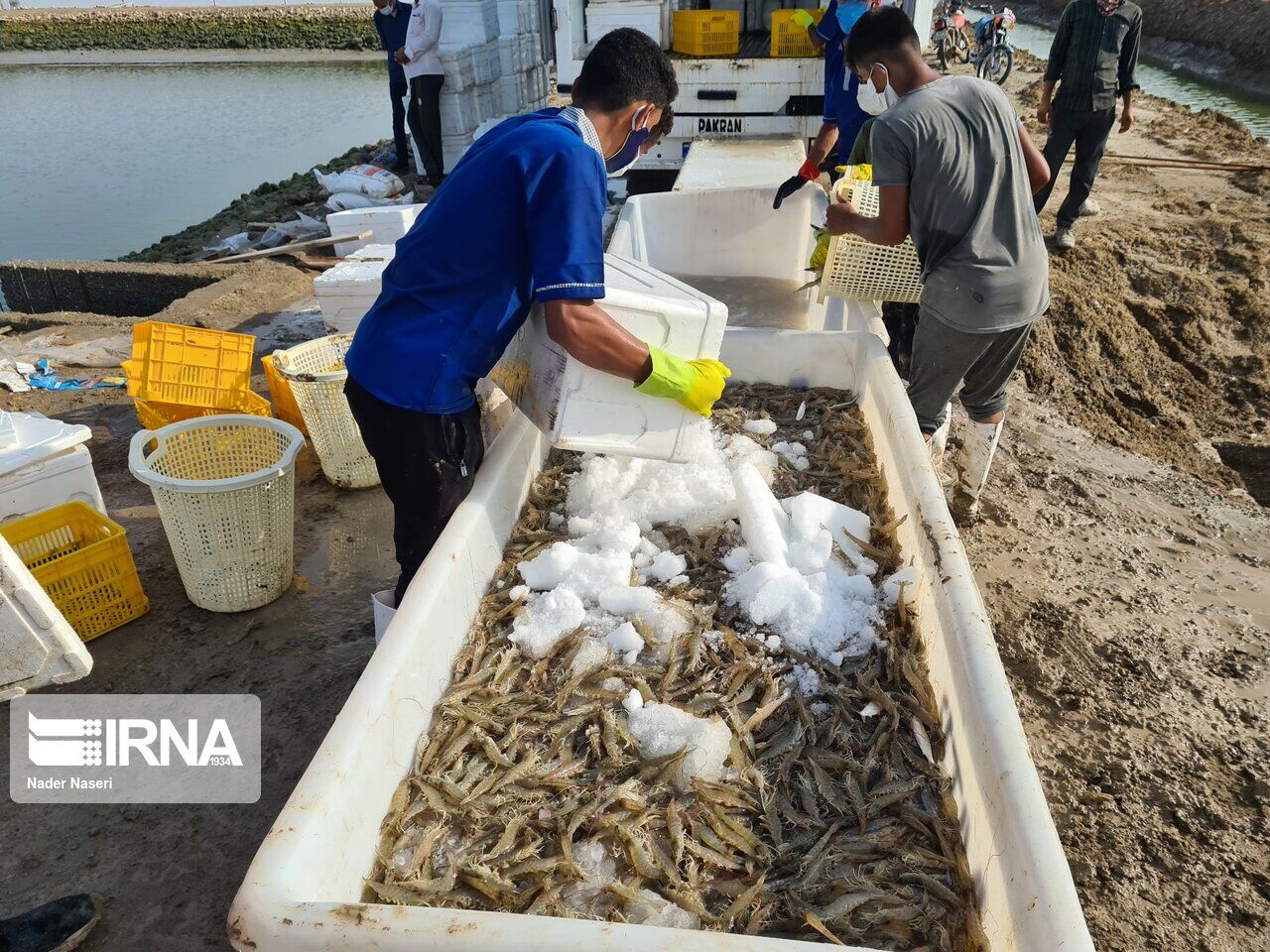  ۲ سایت پرورش میگوی شهرستان گناوه  دچار بیماری عفونی حاد شده است