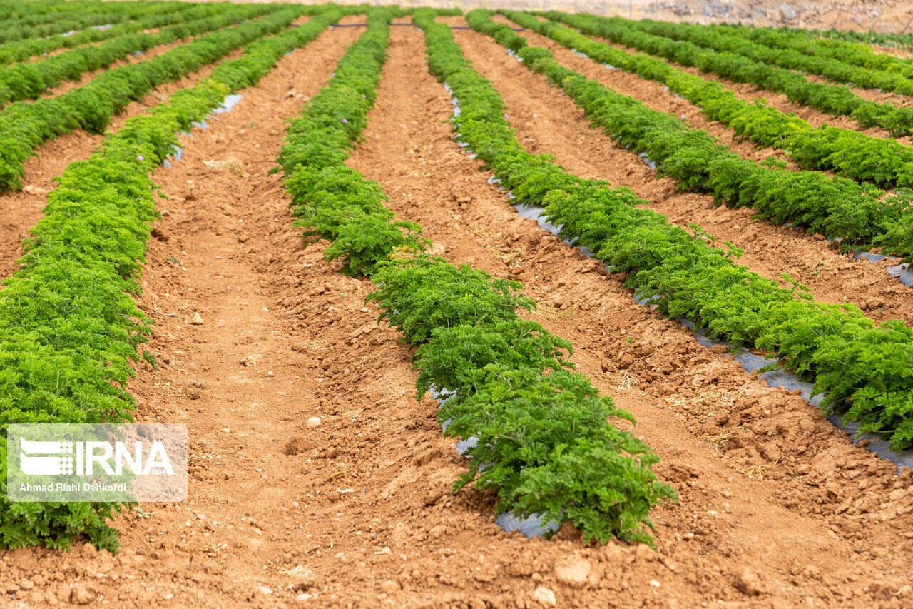 ۱۲ گیاه دارویی امسال در استان فارس در حوزه کشت قراردادی قرار می‌گیرد