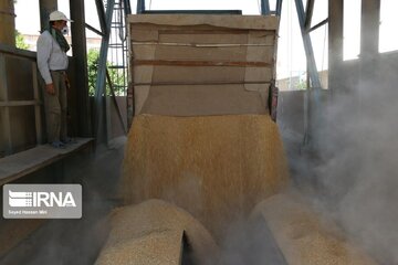 ۱۱ مرکز، گندم کشاورزان هرمزگان را خرید تضمینی می‌کنند