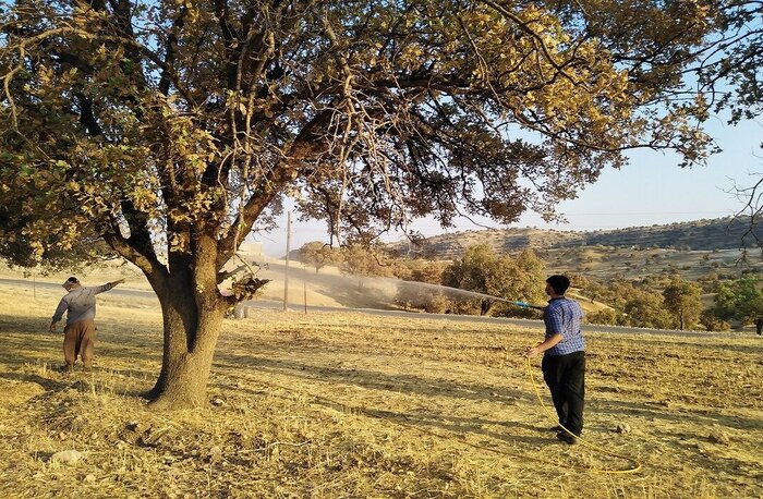 تور سپیدی که بخت بلوطهای زاگرس را سیاه کرد