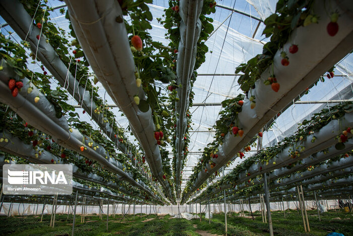 کشت گلخانه ای نسخه نجاتبخش برای کشاورزی/ شهرک گلخانه ای البرز به بار می نشیند
