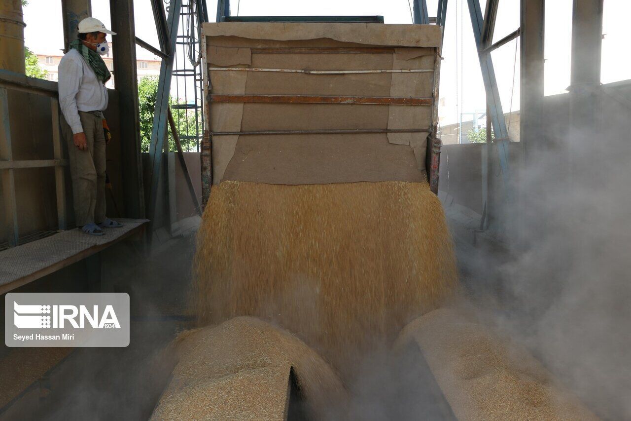 خرید گندم در خمین ۳۰۰ درصد افزایش یافت